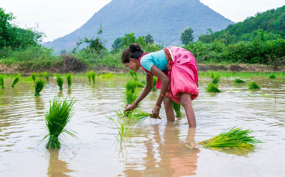 How one AI startup is helping rice farmers battle climate change