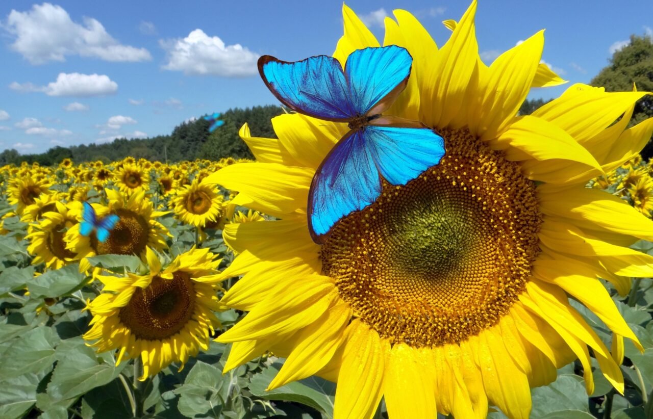 Bluesky Will Test a ‘Dislike’ Option. It Could Help Fix a Huge Problem