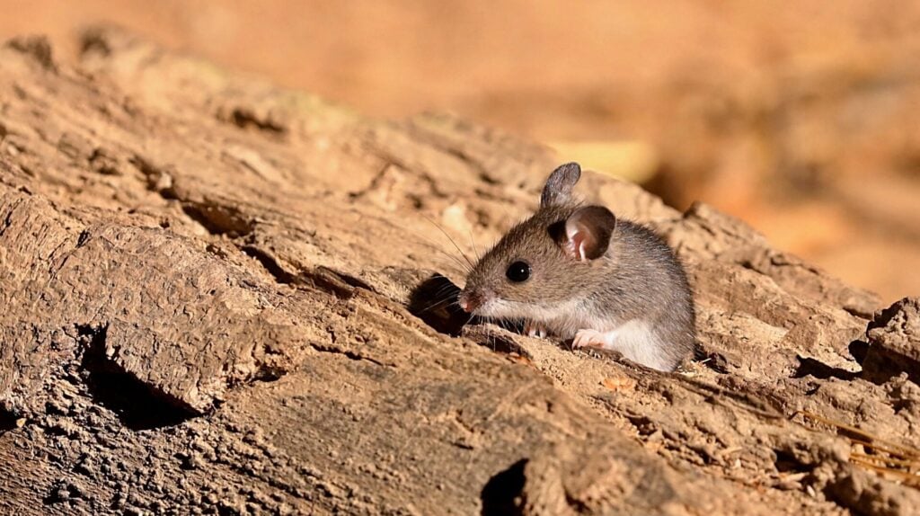 Polymarket Spreads Sensationalist Garbage About Hantavirus Case in U.S.