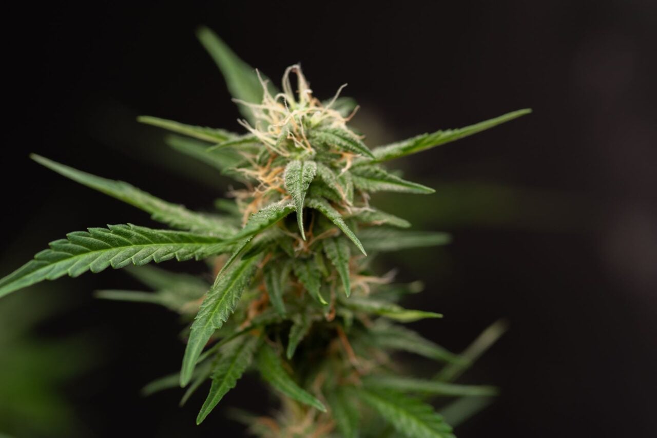 ‘Smoke Weed and Earn Bitcoin’ With This Vape Pen in Our Increasingly Dystopian Nightmare