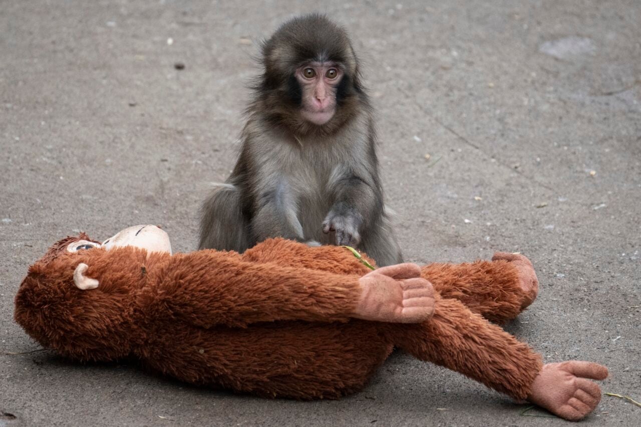 Punch the Monkey’s Enclosure Allegedly Invaded as Memecoin-Pumping Stunt
